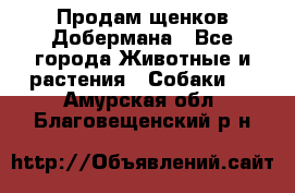 Продам щенков Добермана - Все города Животные и растения » Собаки   . Амурская обл.,Благовещенский р-н